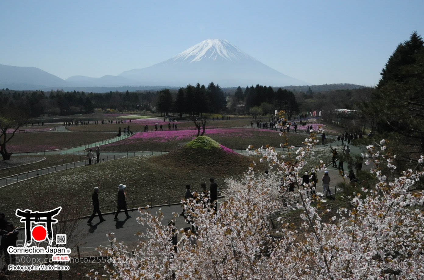 Nikon D700 sample photo. Sakura photography