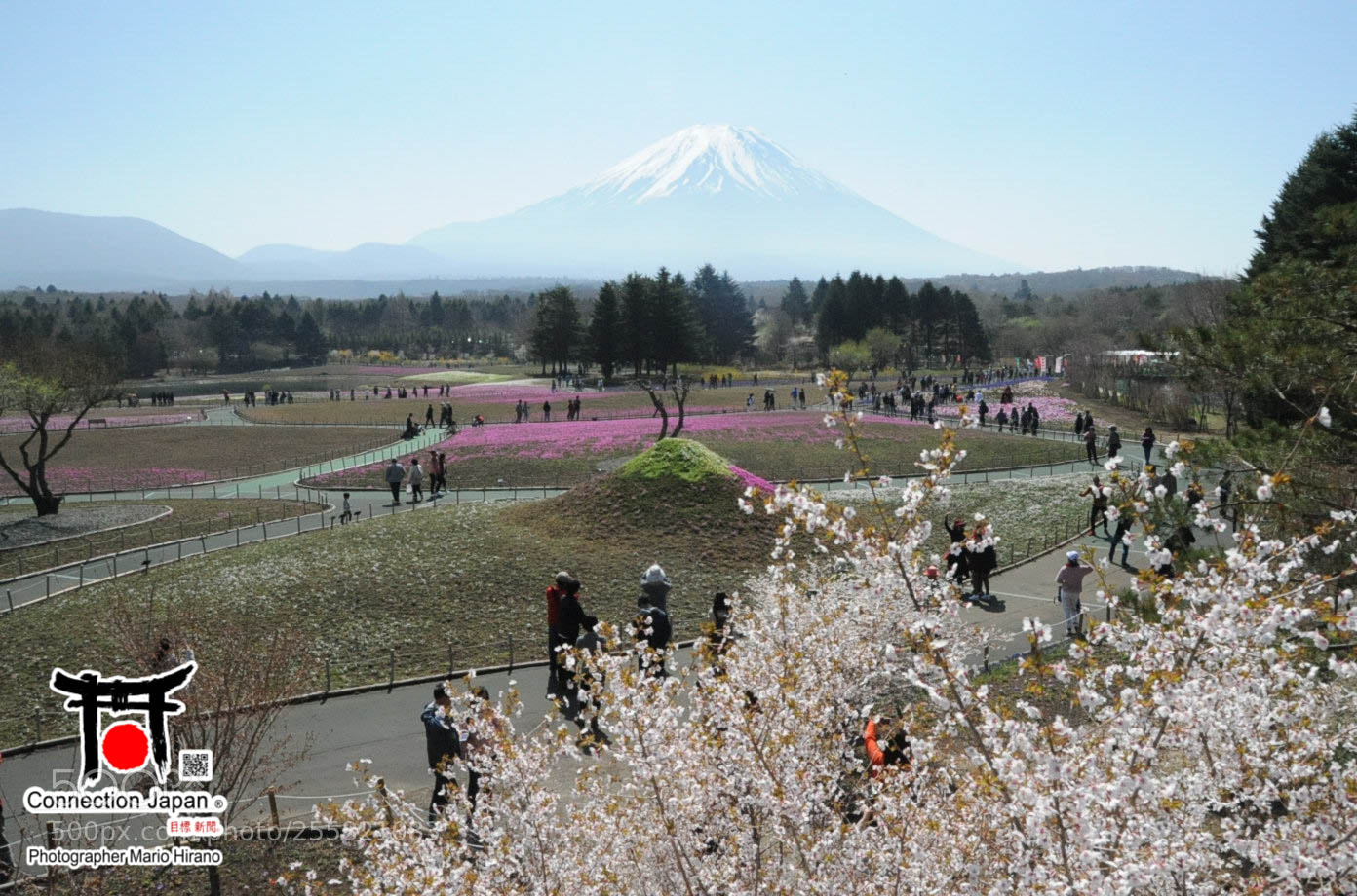 Nikon D700 sample photo. Sakura photography