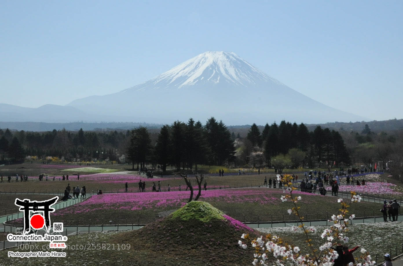 Nikon D700 sample photo. Sakura photography