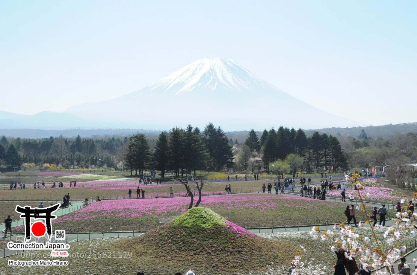 Nikon D700 sample photo. Sakura photography