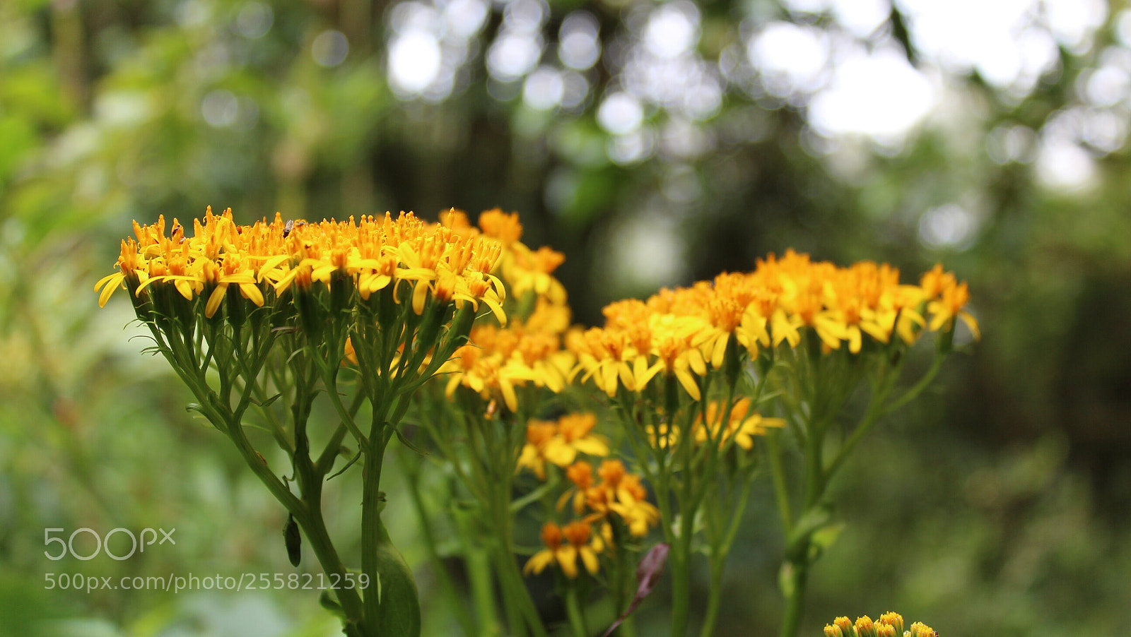 Canon EOS 1300D (EOS Rebel T6 / EOS Kiss X80) sample photo. Wildflowers photography