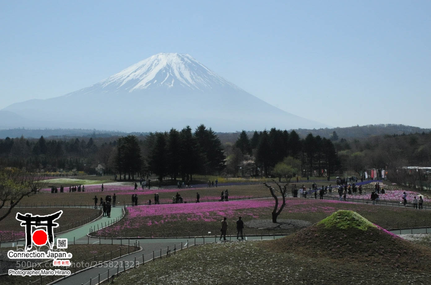 Nikon D700 sample photo. Sakura photography