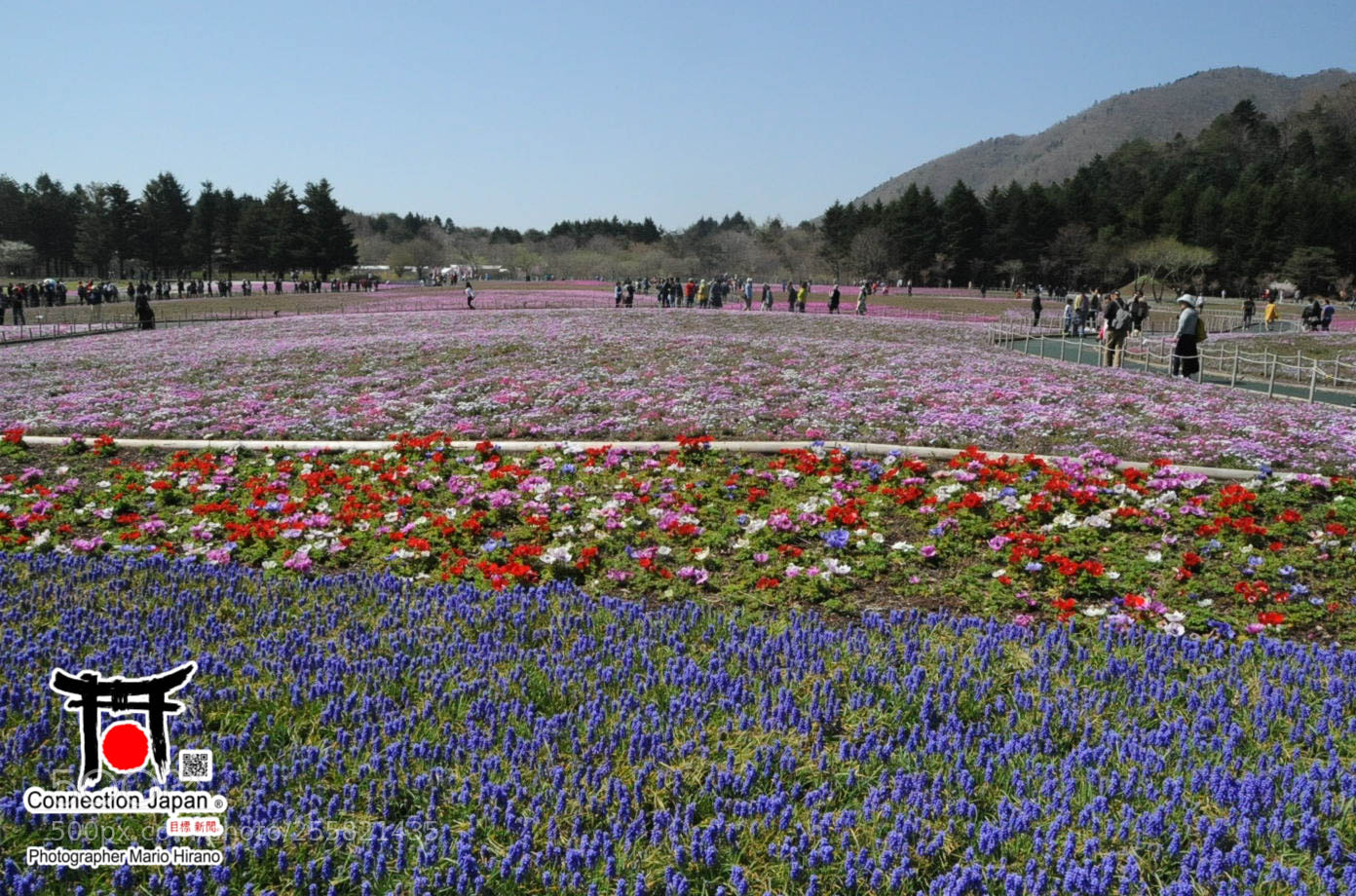 Nikon D700 sample photo. Sakura photography