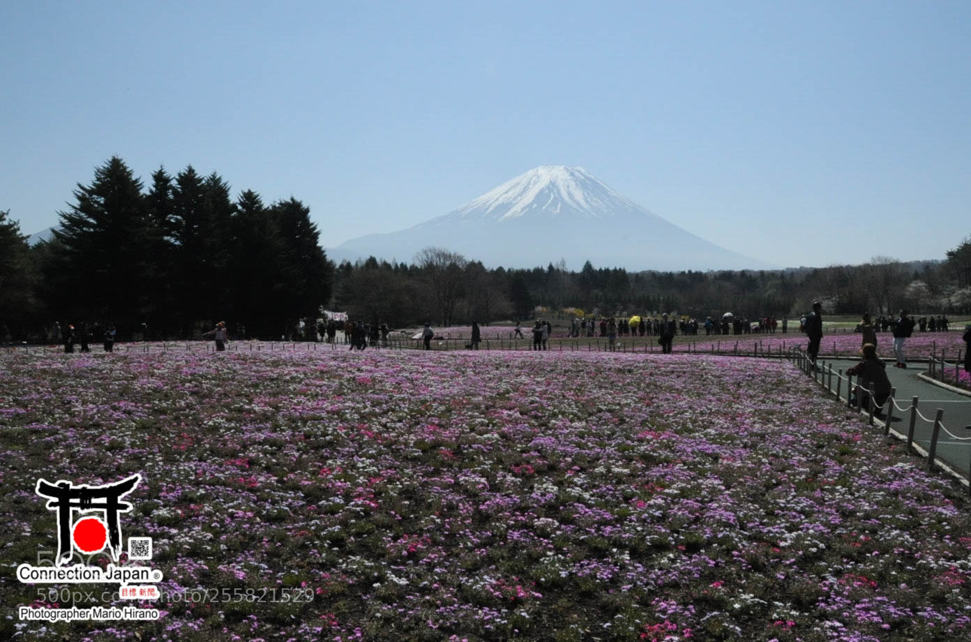 Nikon D700 sample photo. Sakura photography