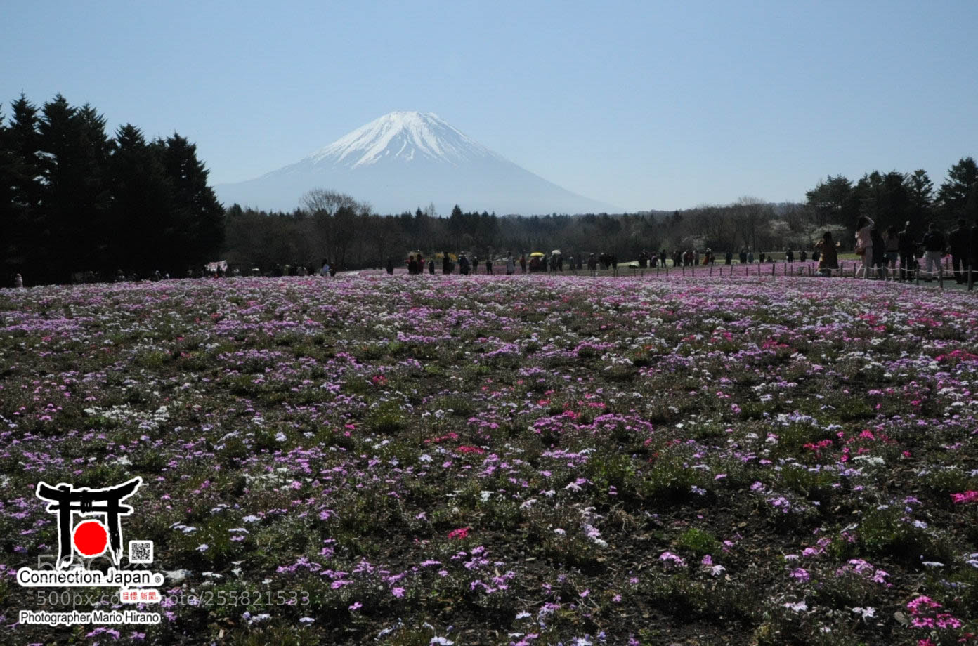 Nikon D700 sample photo. Sakura photography
