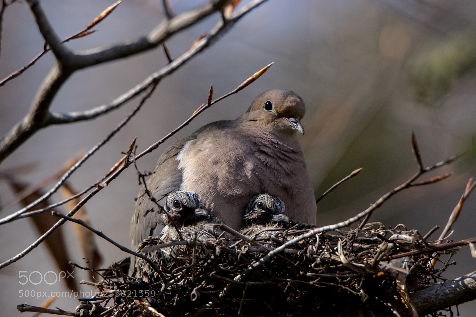 Canon EOS 80D sample photo. Mourning dove with chicks photography