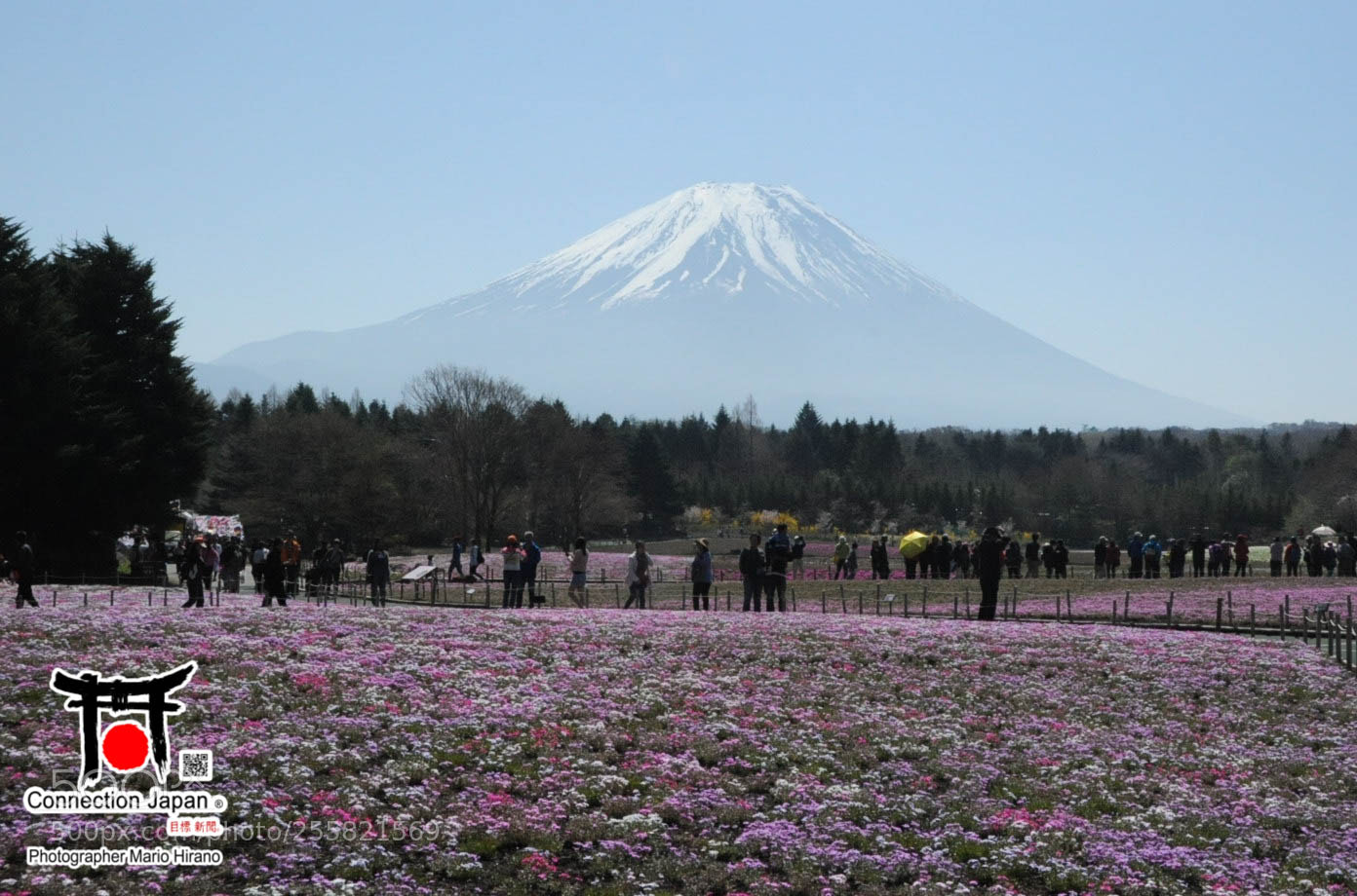 Nikon D700 sample photo. Sakura photography