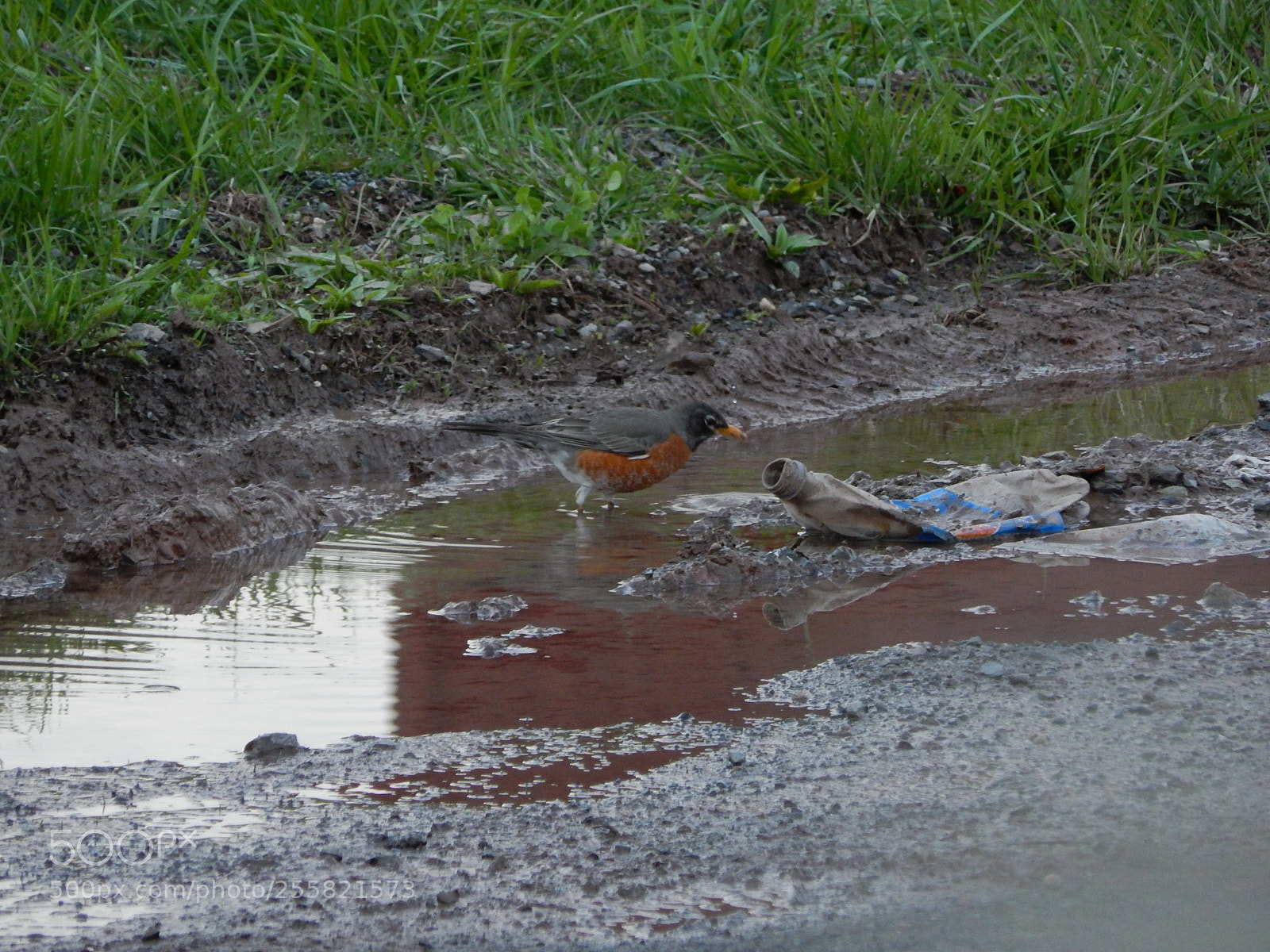 Nikon Coolpix L820 sample photo. Bird with trash photography
