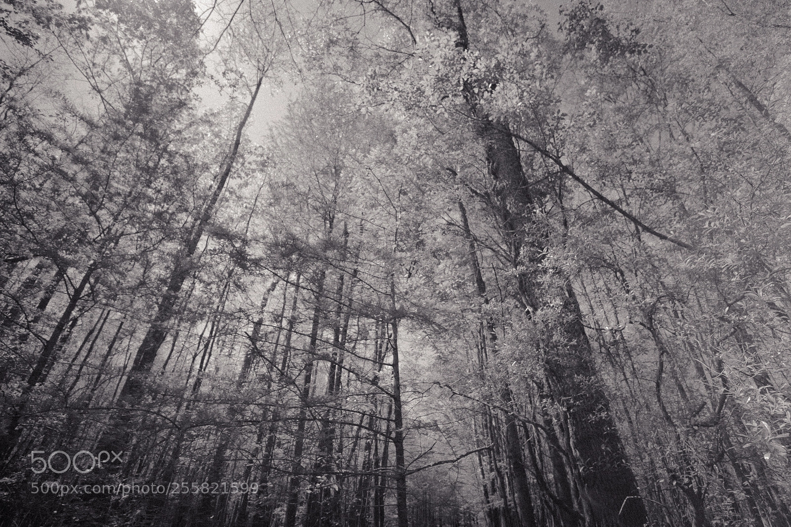 Canon EOS 80D sample photo. Eerie forest. photography