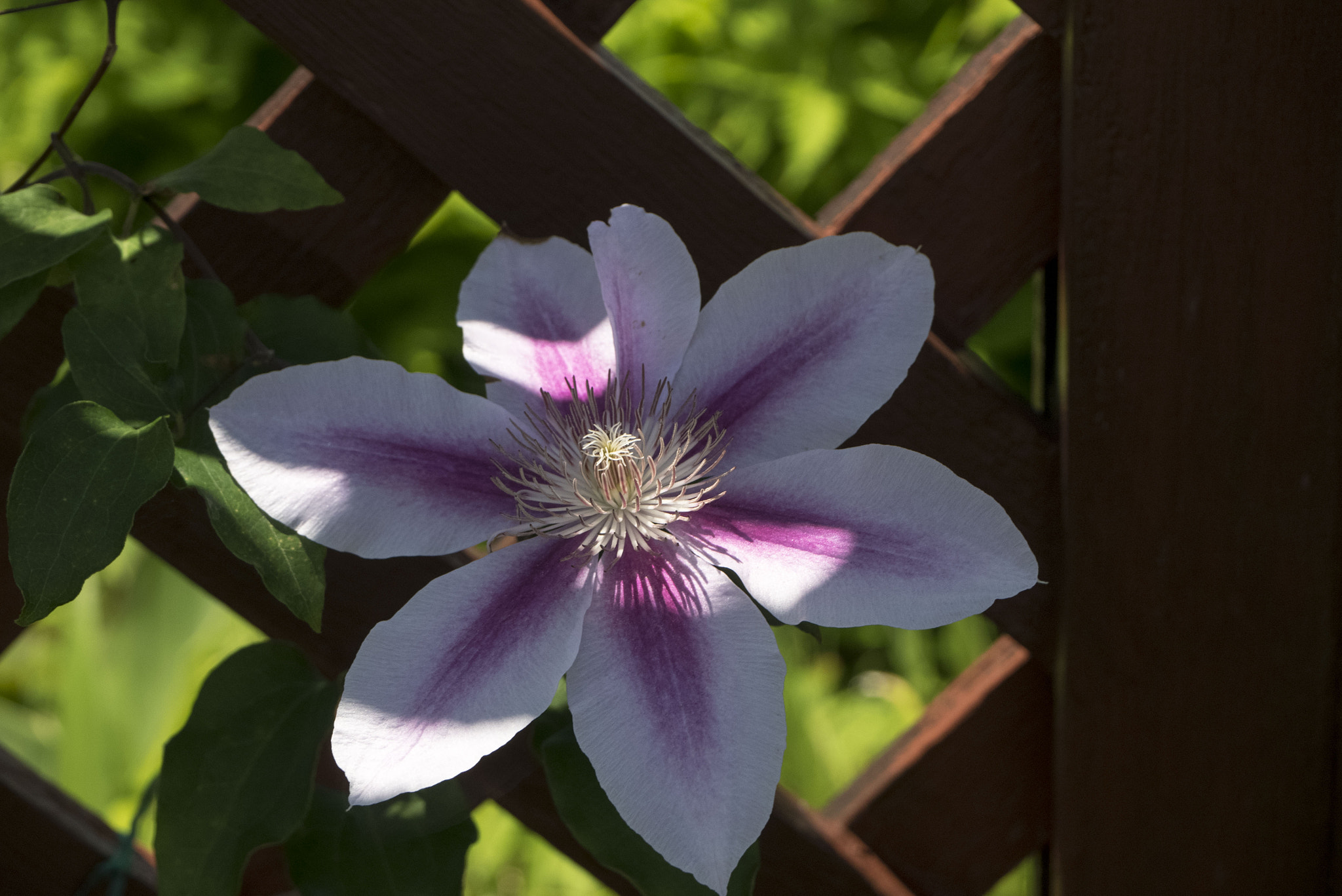 Panasonic Lumix DMC-GM5 sample photo. Flower photography