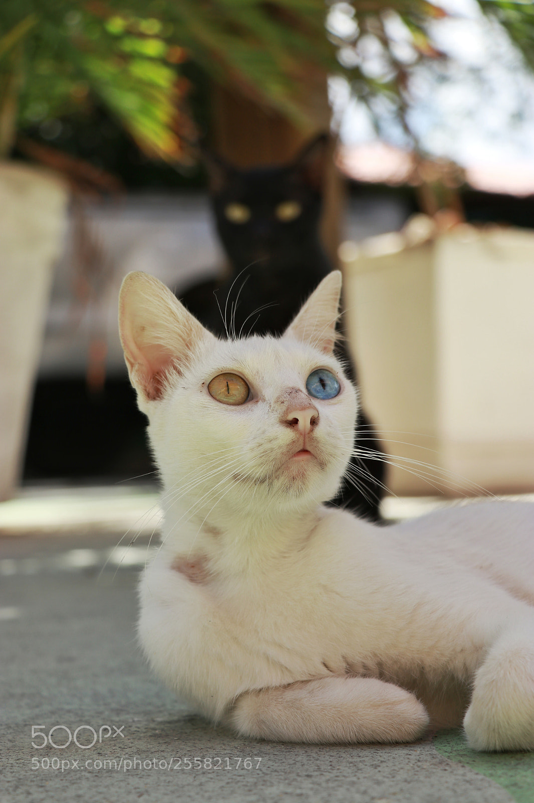Canon EOS 80D sample photo. The hope photography