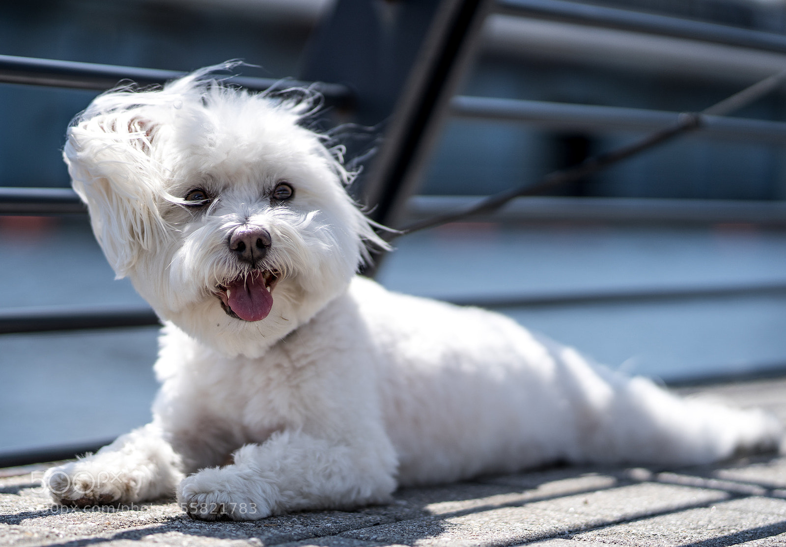 Sony a7 III sample photo. Enjoying the sunny weather photography