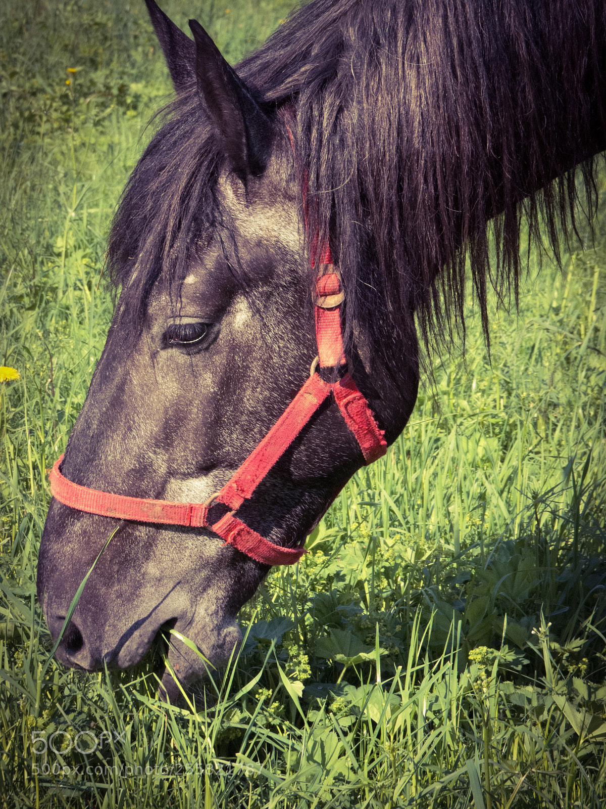 Canon PowerShot SX50 HS sample photo. Grazing  photography