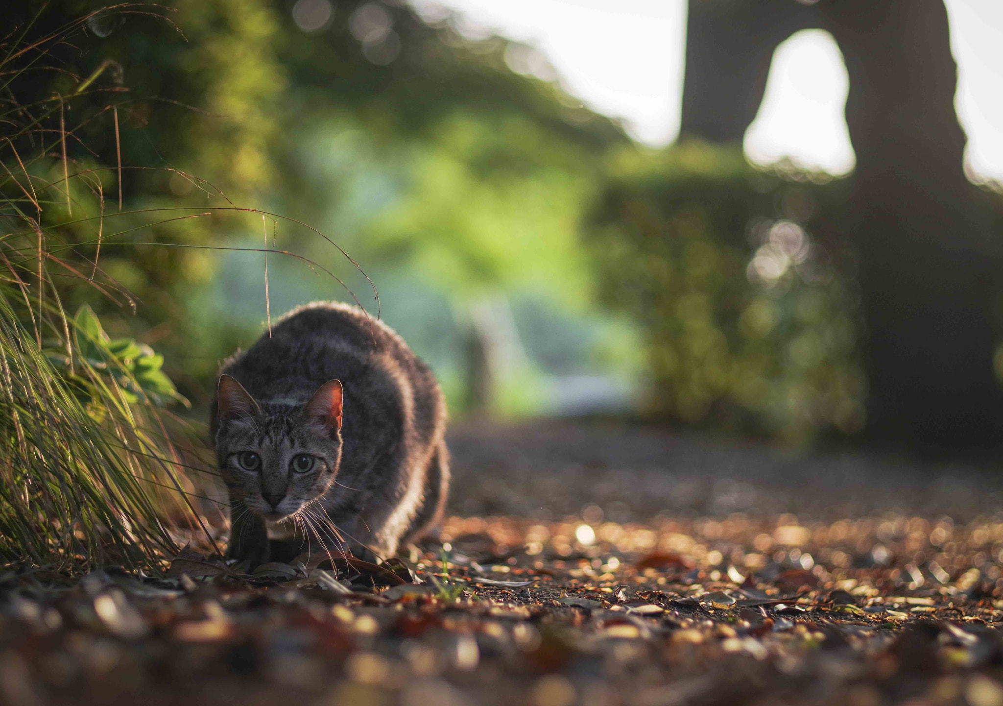 Pentax K-1 Mark II sample photo. Looking at me photography