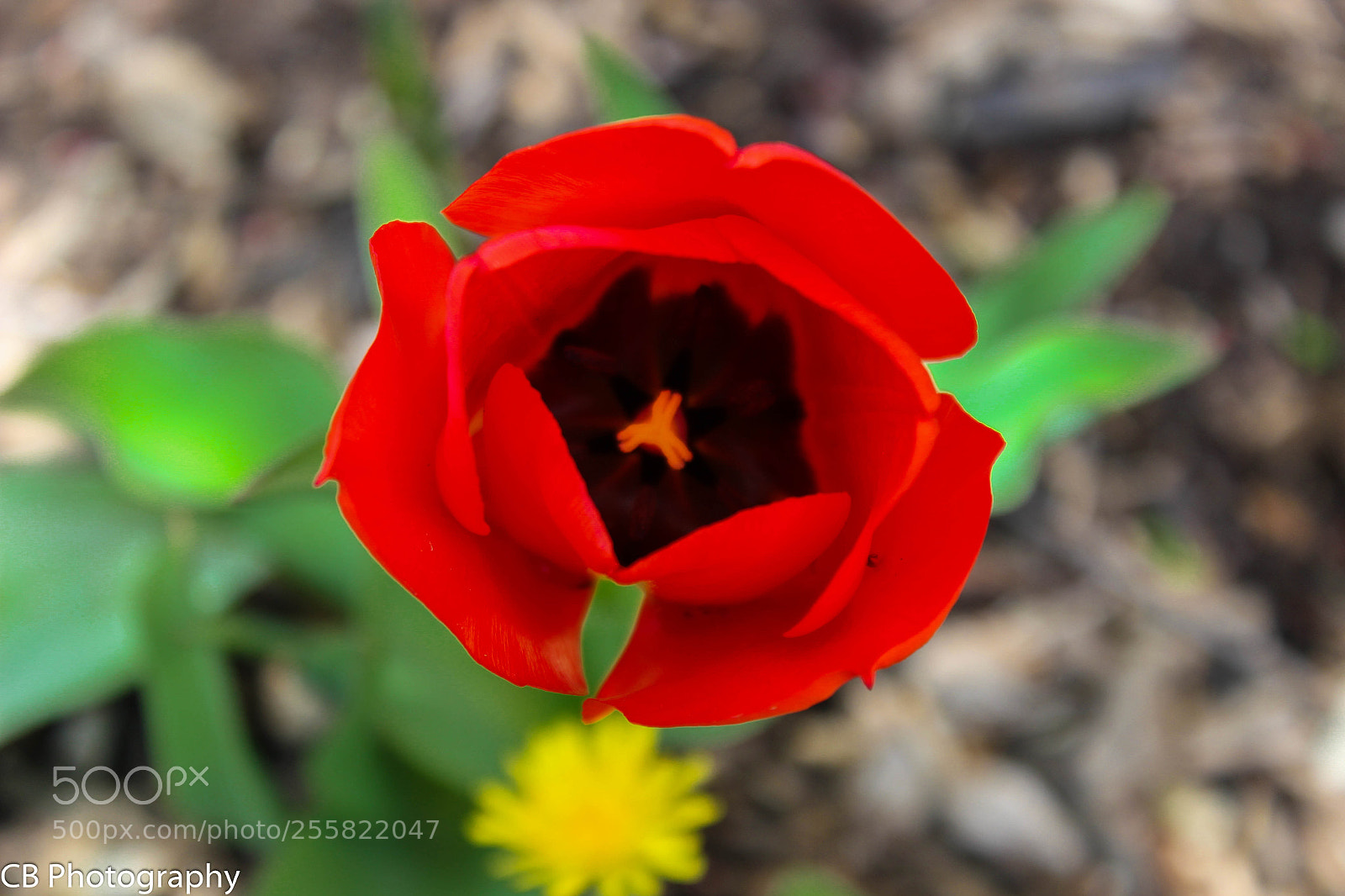 Canon EOS 600D (Rebel EOS T3i / EOS Kiss X5) sample photo. Red tulip photography