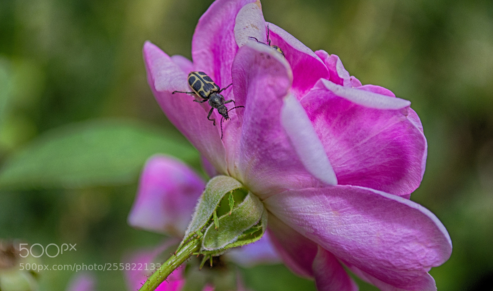 Nikon D3100 sample photo. Flower photography