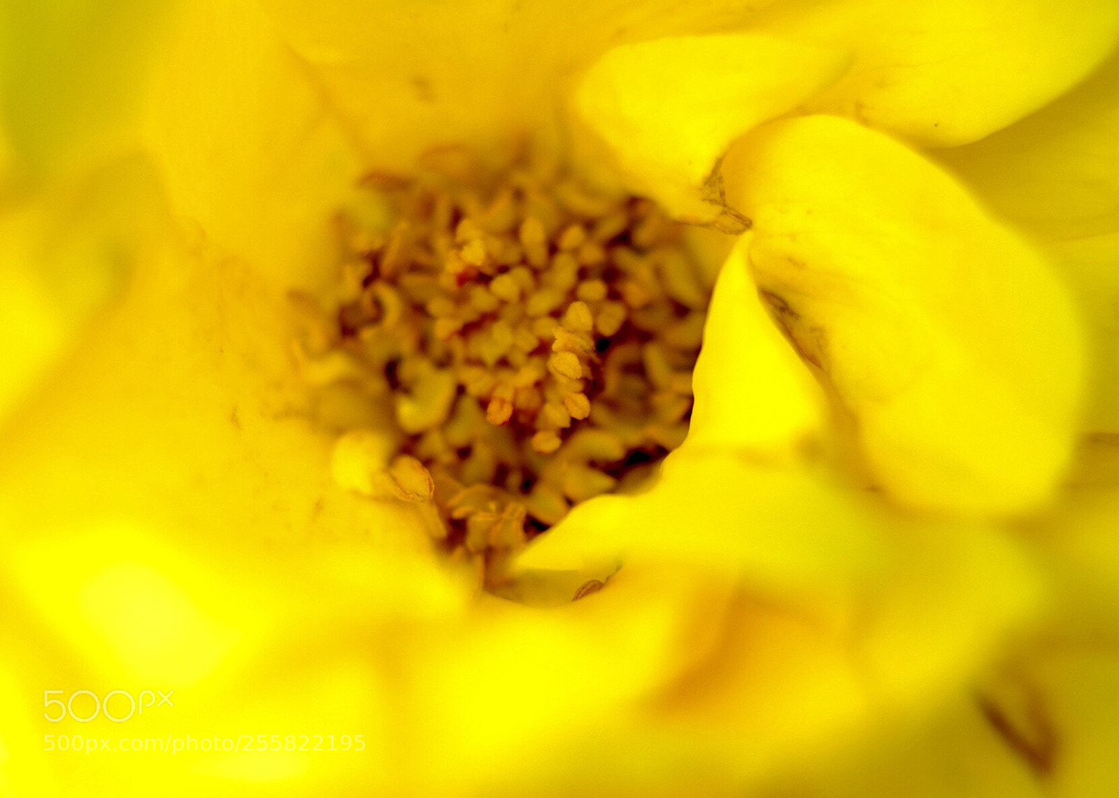 Fujifilm X-H1 sample photo. Yellow  photography