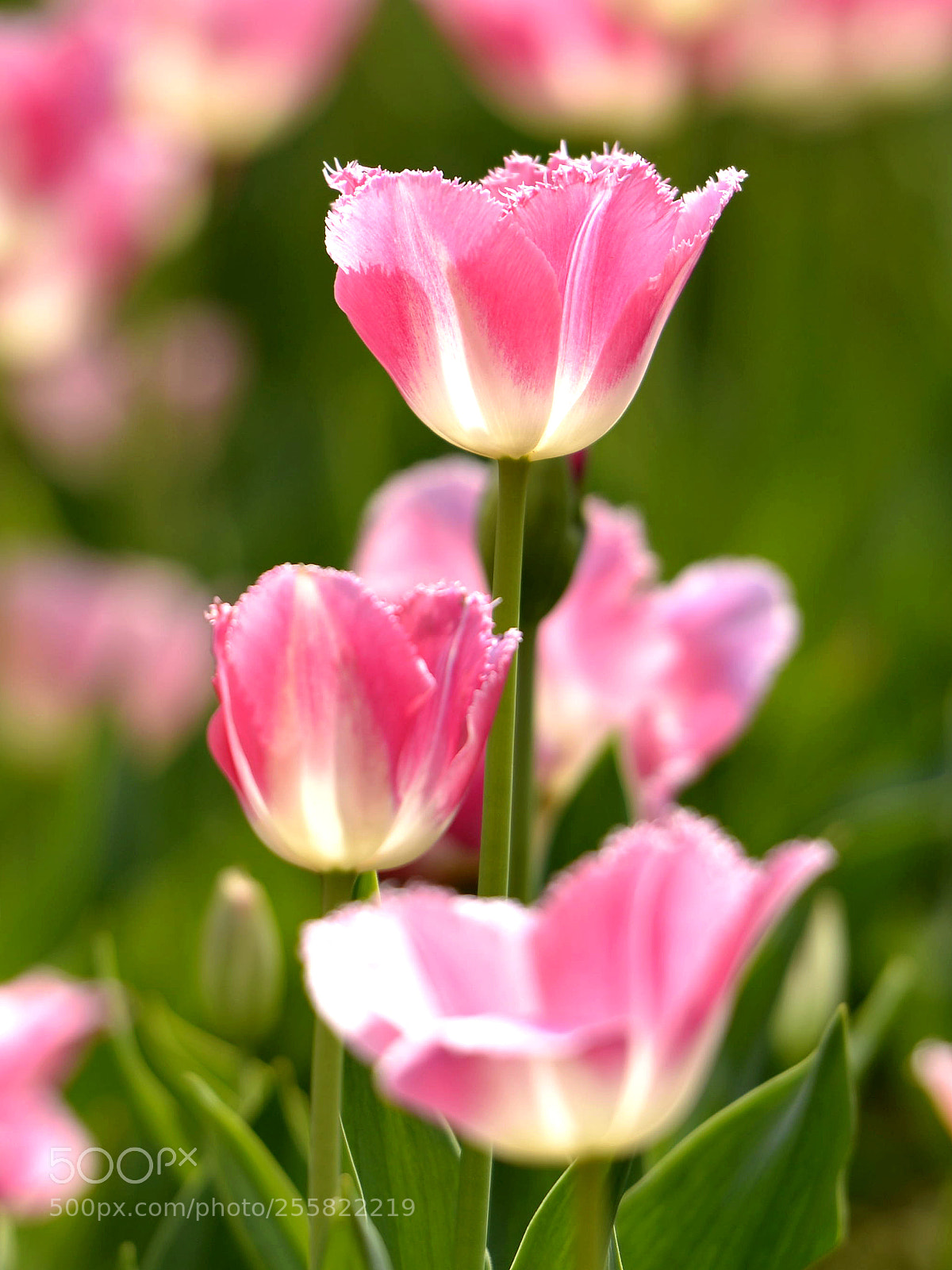 Nikon D800 sample photo. Untitled photography