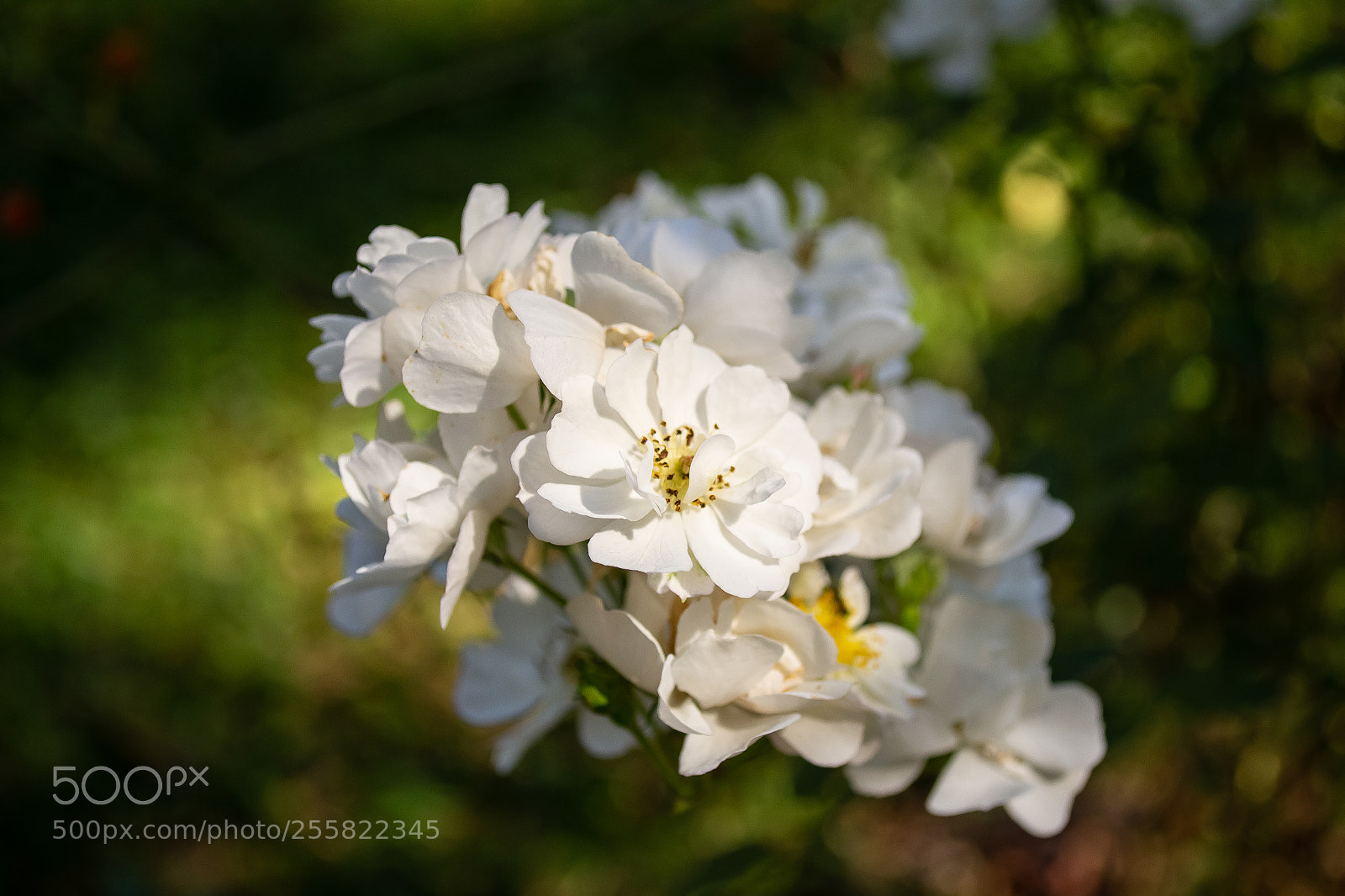 Nikon D3100 sample photo. Flor photography