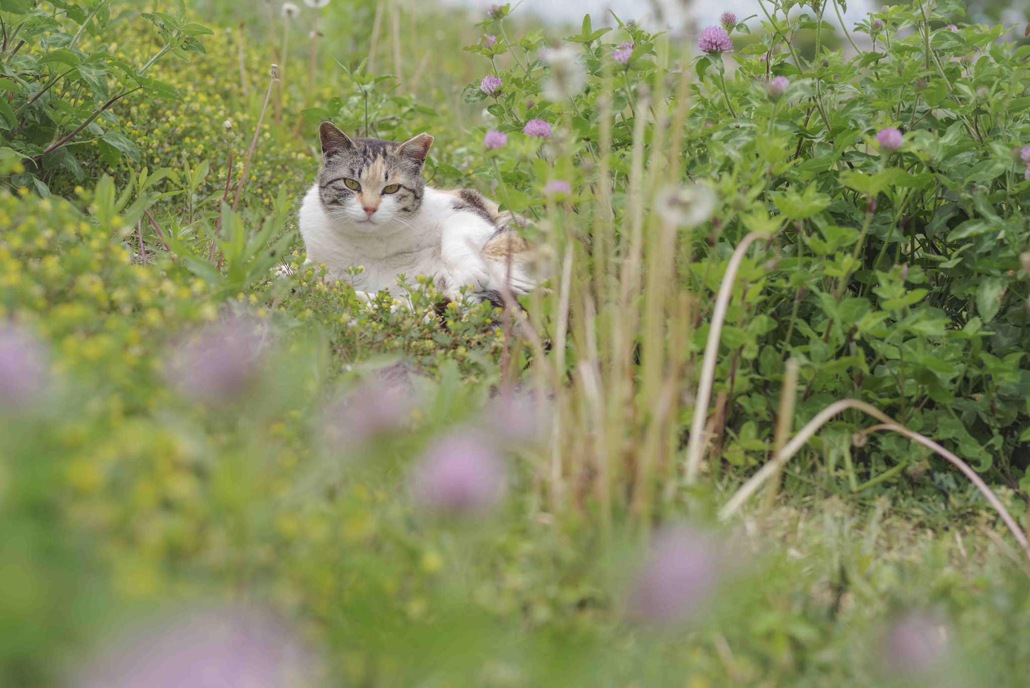 Pentax K-1 Mark II sample photo. In the flowers photography