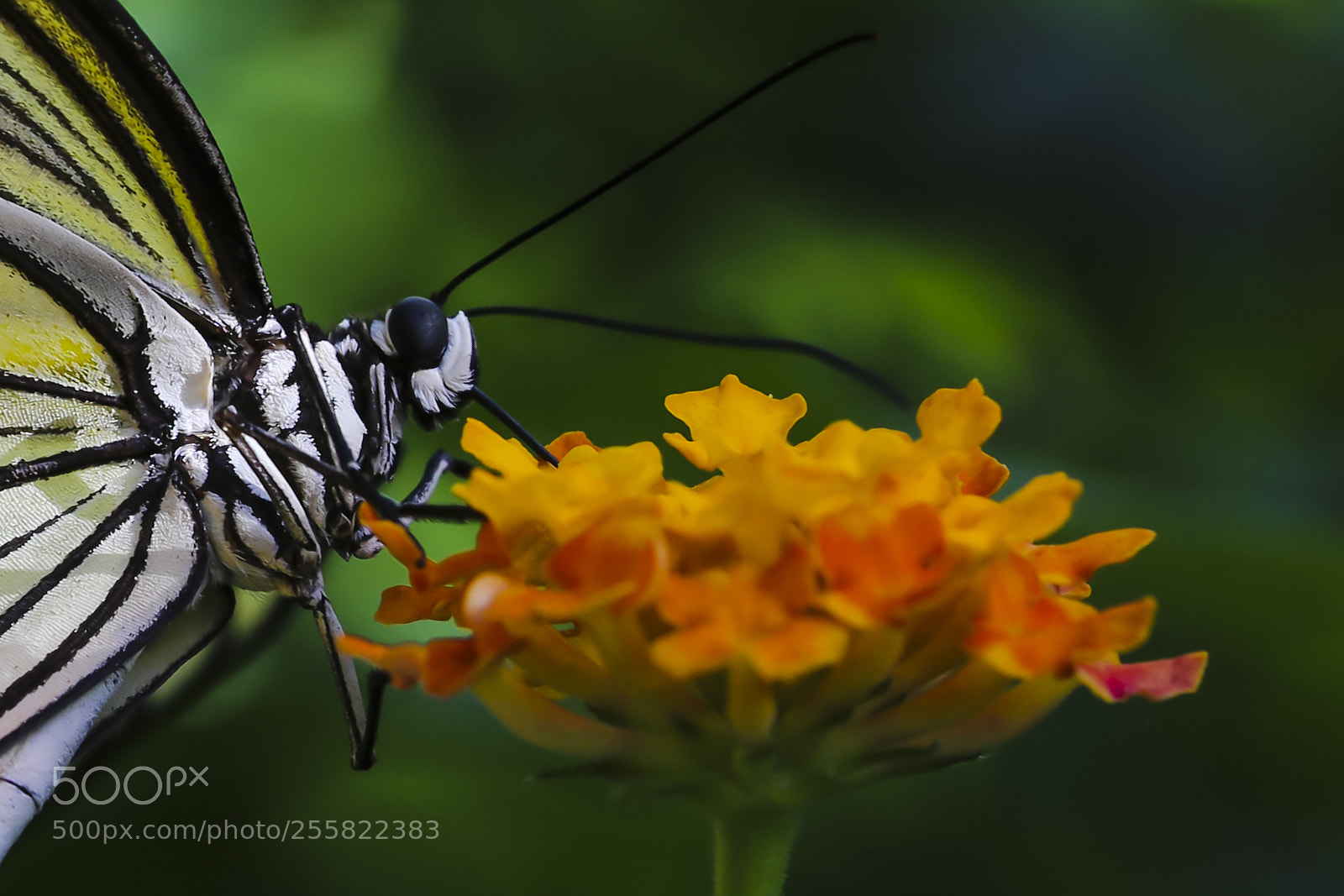 Canon EOS 6D sample photo. Giant swallowtail - thirsty photography