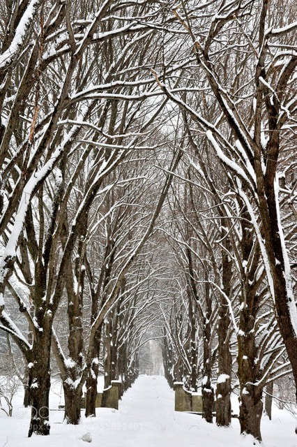 Nikon D700 sample photo. Winters touch photography