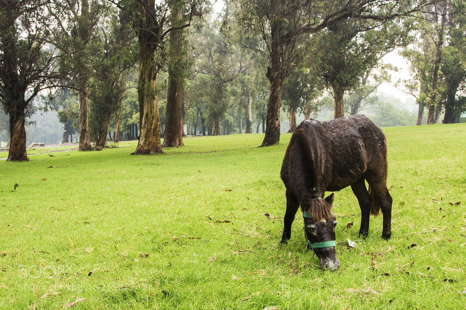 Canon EOS 6D sample photo. Caballo de ciudad city photography