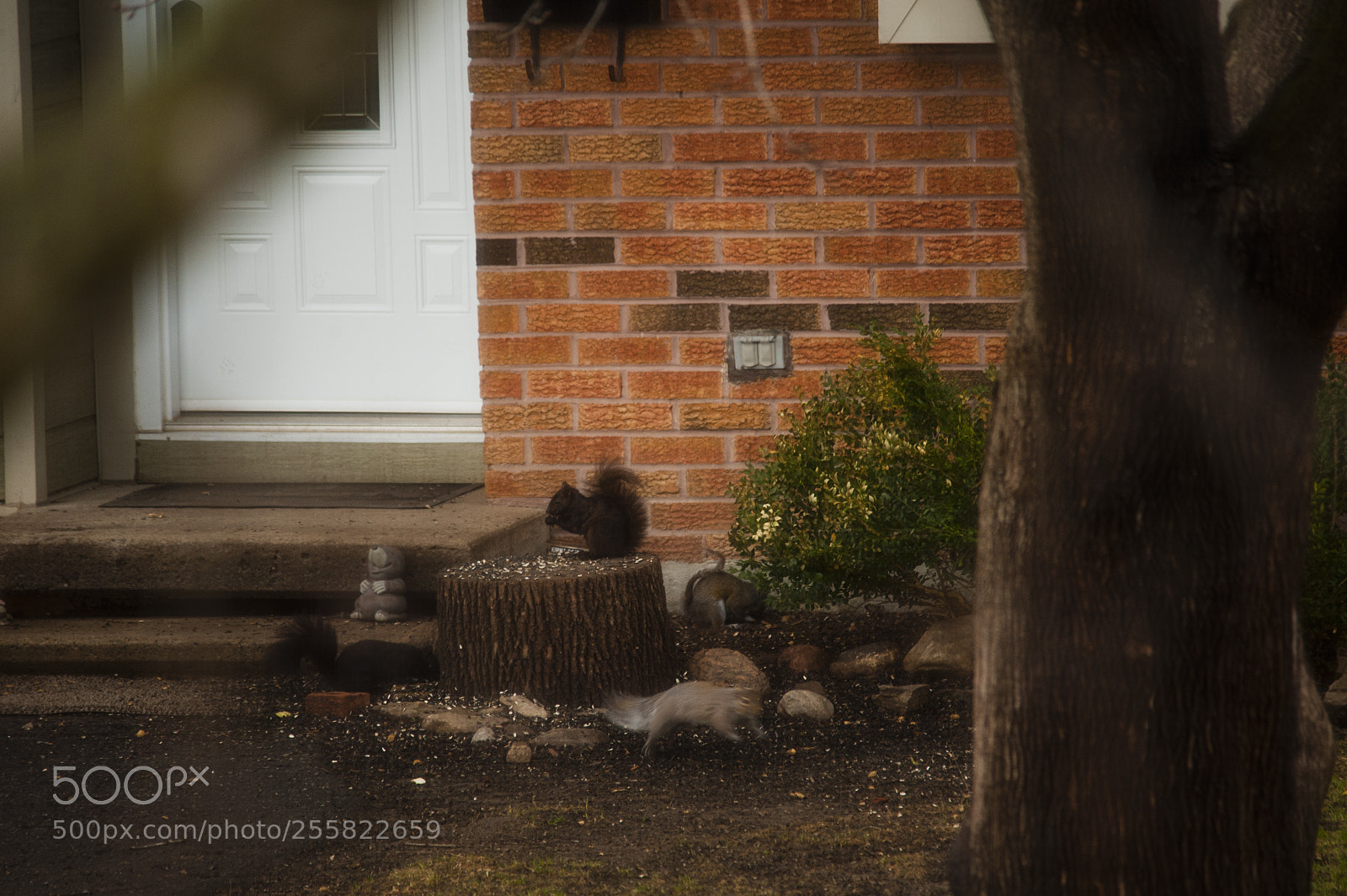 Nikon D700 sample photo. Squirrels square photography