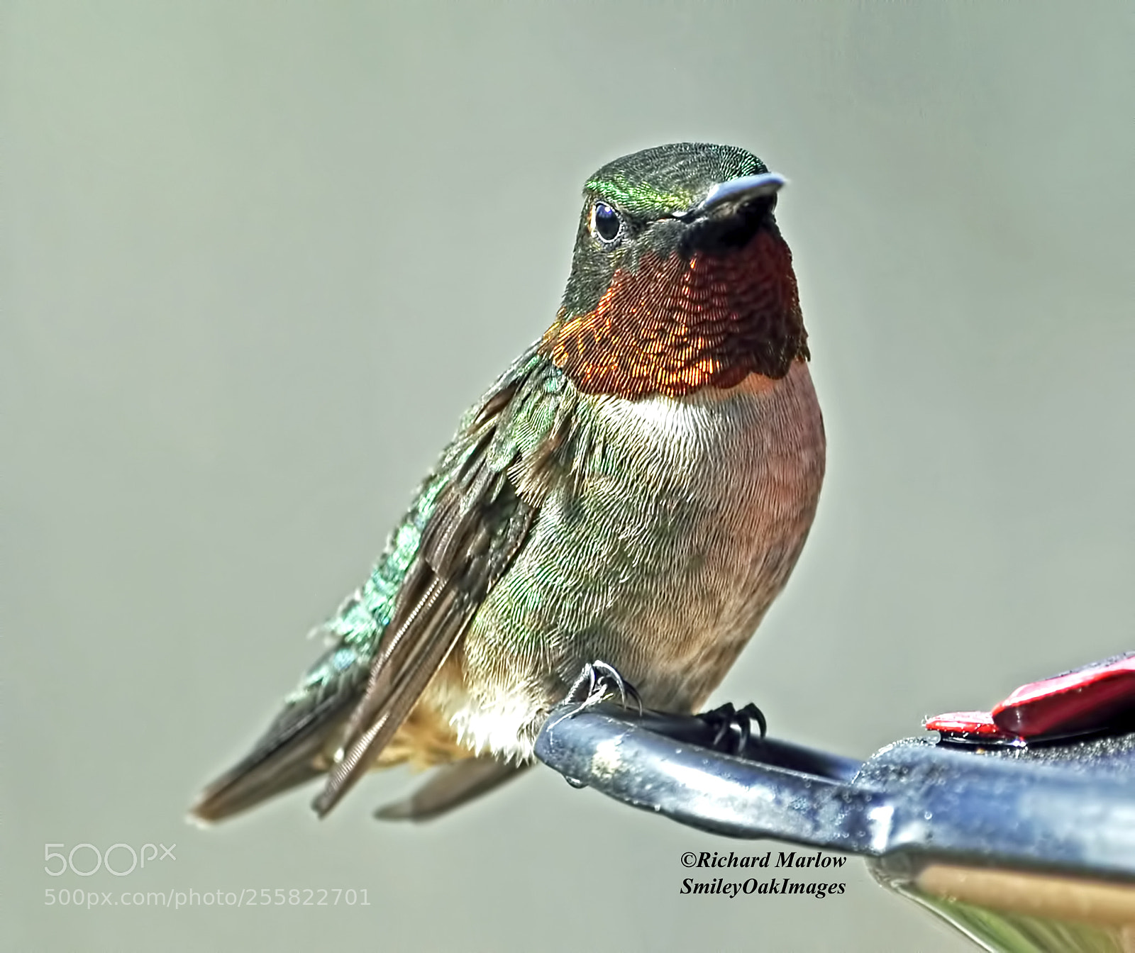 Nikon D5000 sample photo. Hummingbird photography