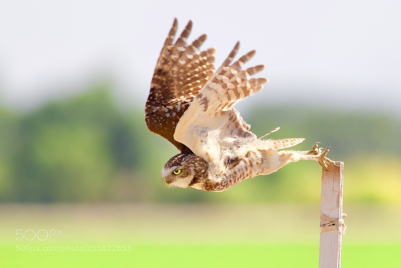 Canon EOS 5D Mark IV sample photo. Flying owl photography