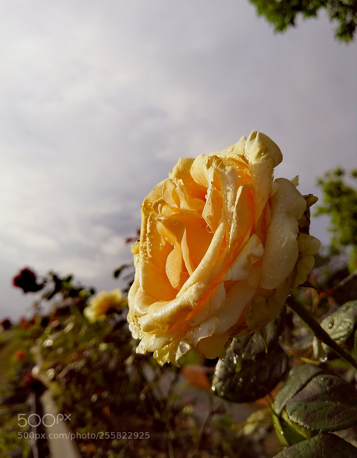 HUAWEI Honor 10 sample photo. Yellow rose in sunrise photography