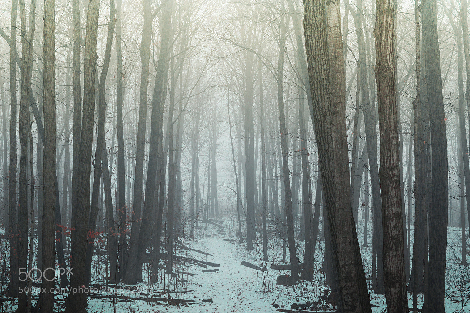 Nikon D7100 sample photo. Winter cathedral photography