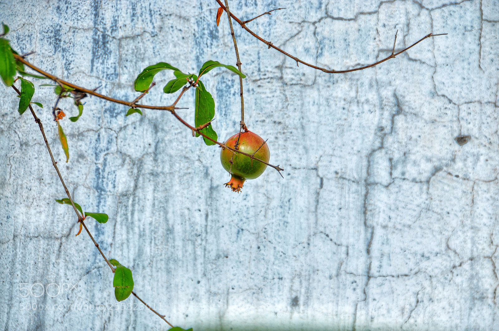 Nikon D90 sample photo. Pomegranate photography