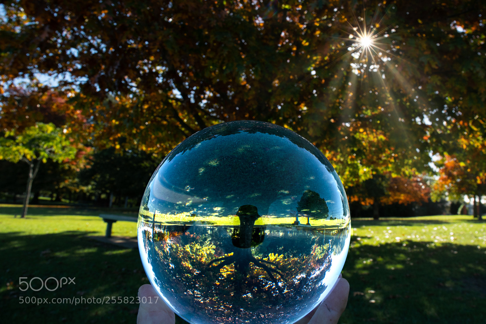 Sony a7R II sample photo. Autumn in the park photography