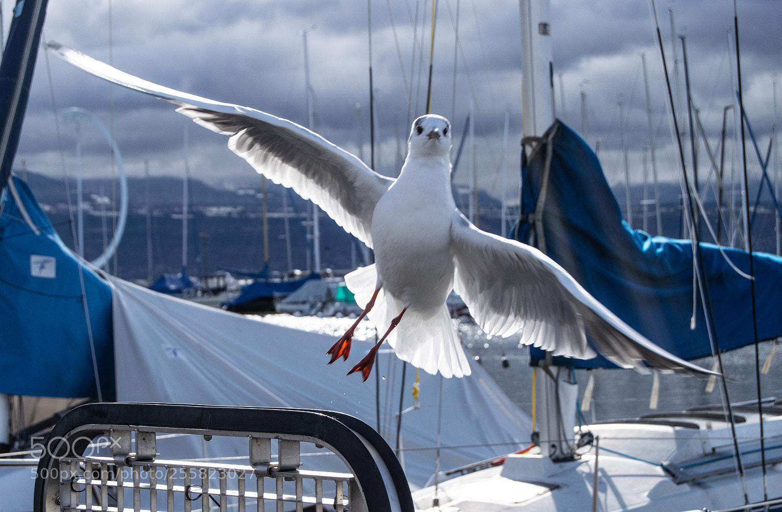 Nikon D3300 sample photo. Seagull taking off photography