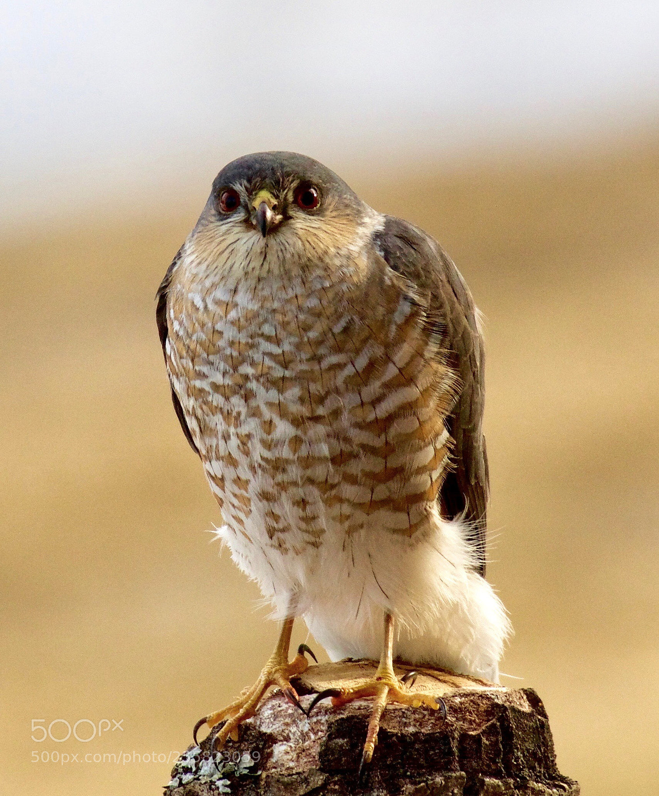 Nikon D500 sample photo. Unexpected visitor photography
