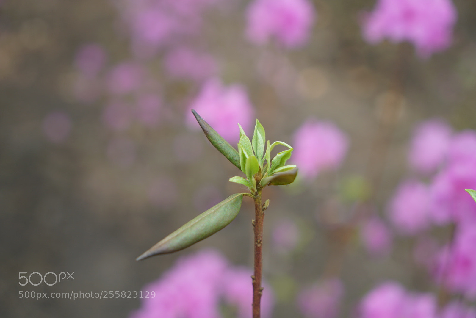 Sony a7R II sample photo. 芽 photography