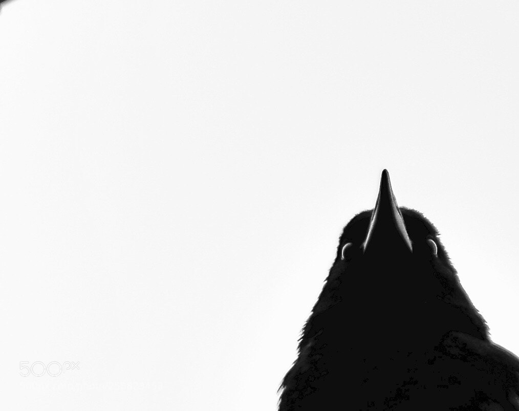 Nikon D5200 sample photo. Un petit air « hitchcockien » photography