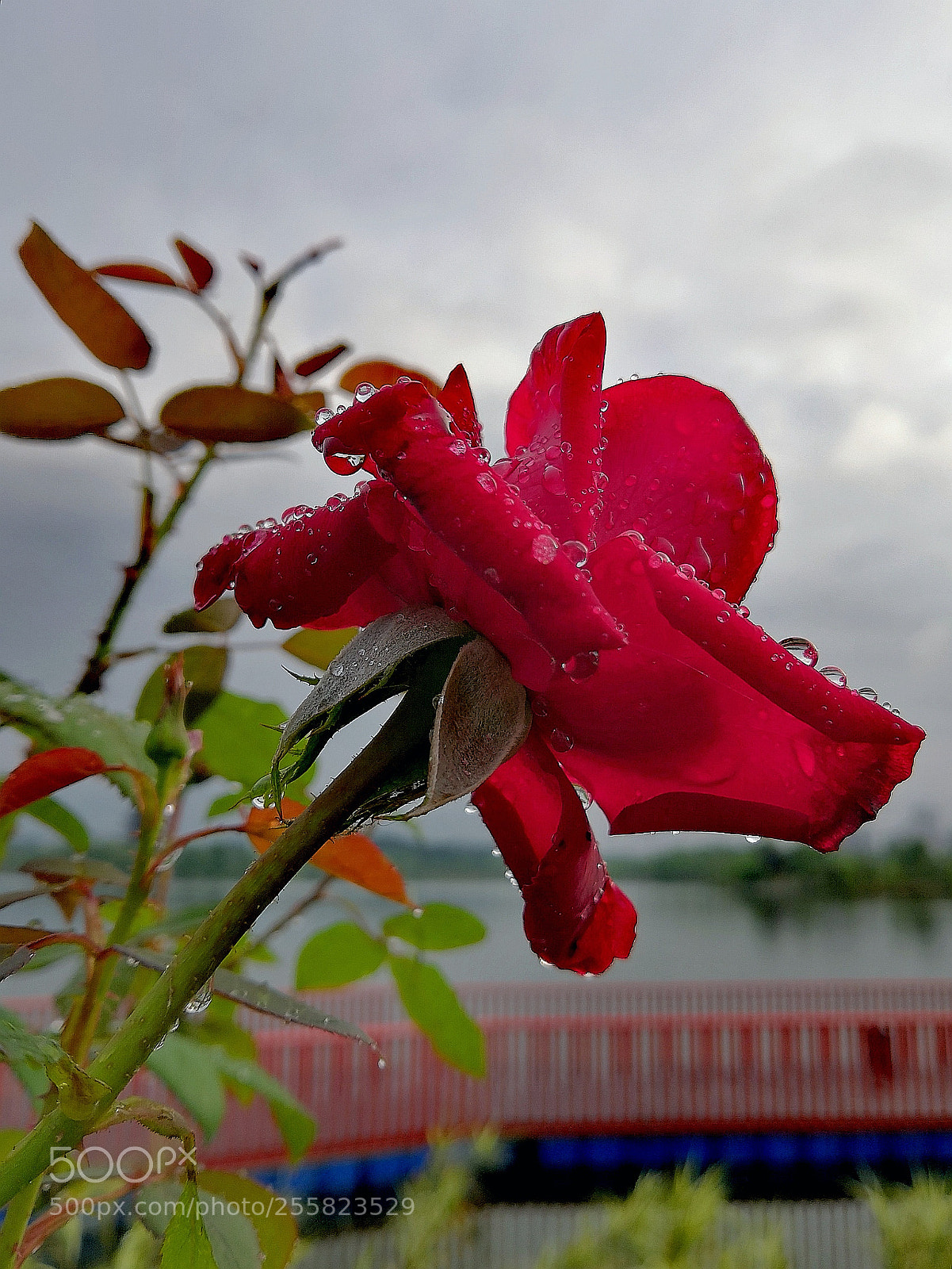 HUAWEI Honor 10 sample photo. Red rose photography