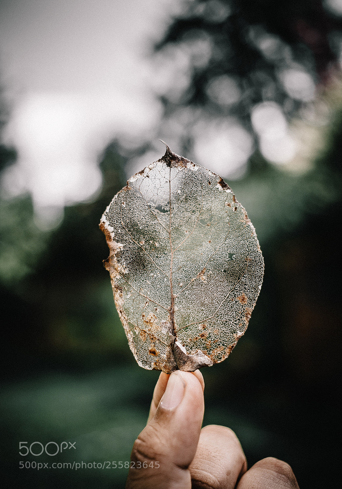 Canon EOS 5D Mark II sample photo. A leaf's venation photography
