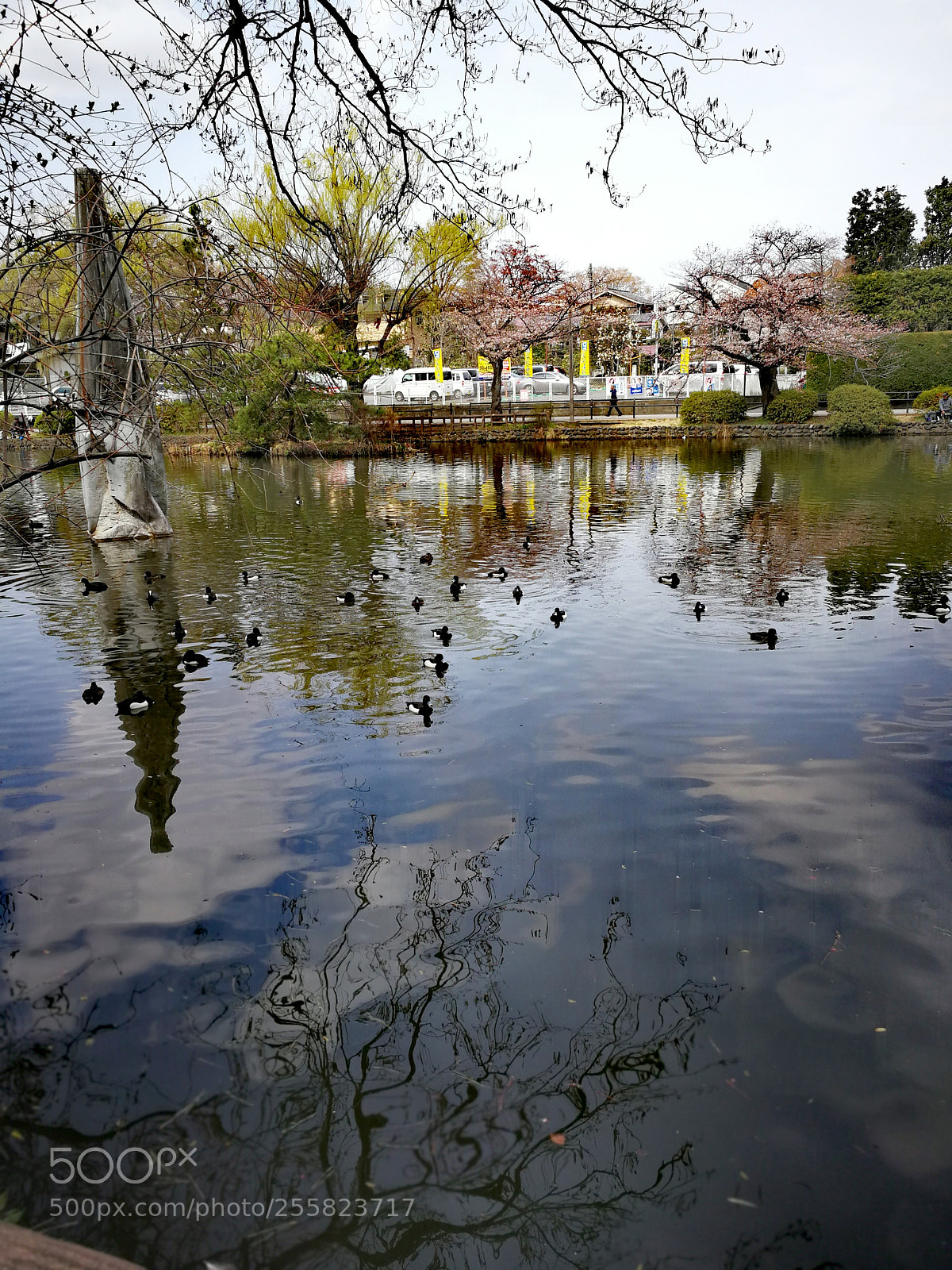 HUAWEI Mate 9 sample photo. 石神井池 photography
