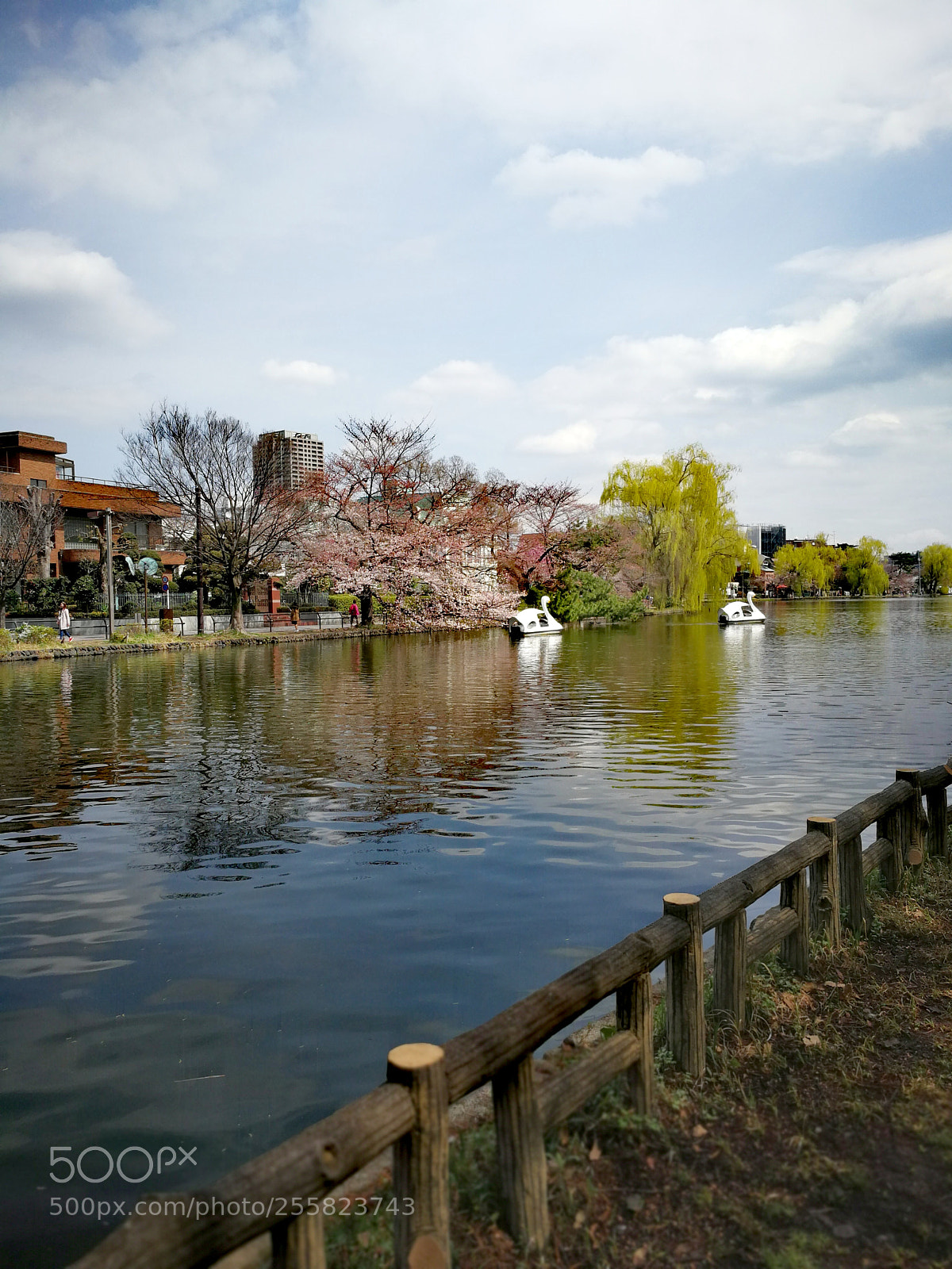 HUAWEI Mate 9 sample photo. 石神井池 photography