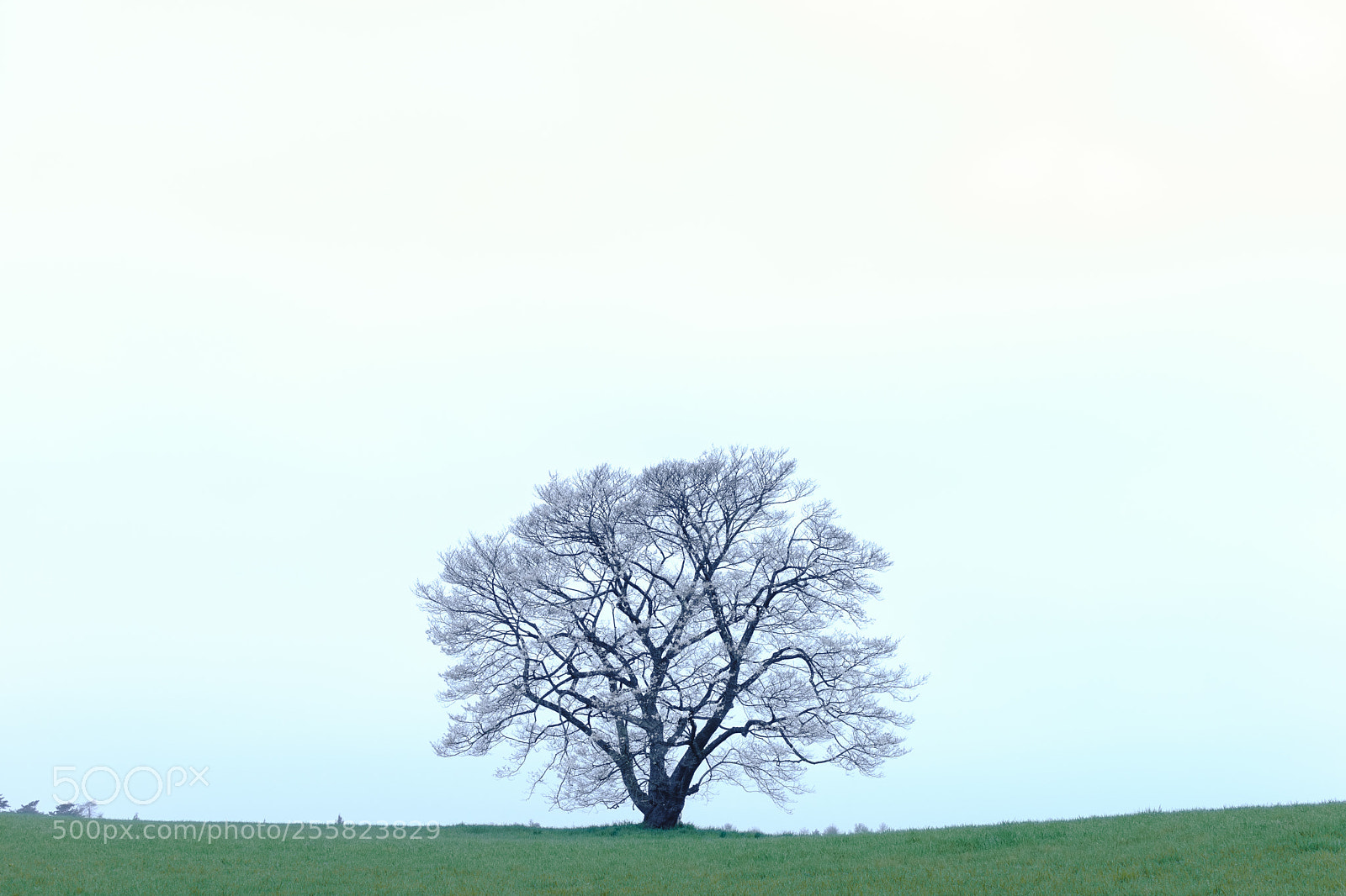 Sony a7 sample photo. Cherry blossoms in the photography