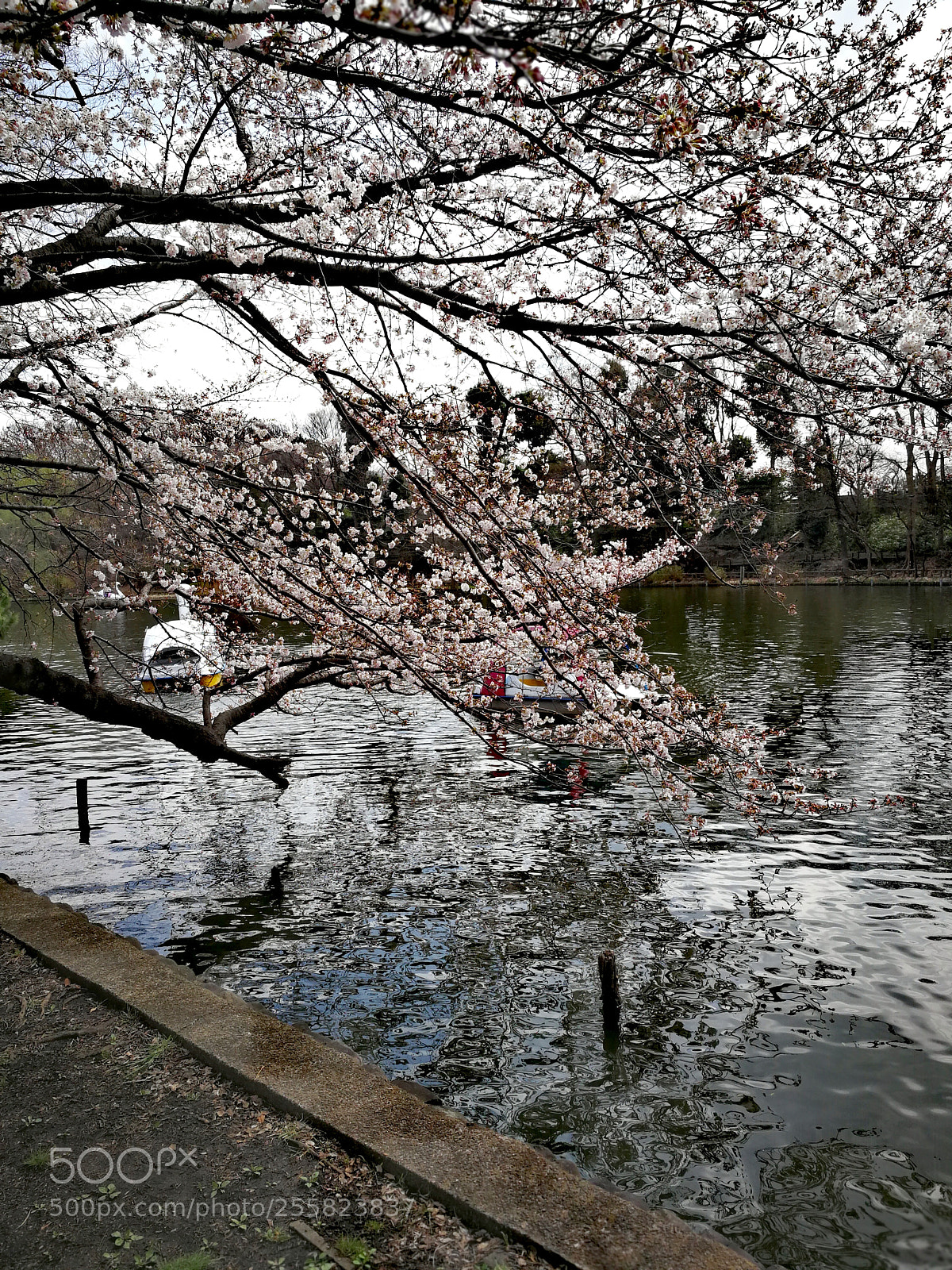 HUAWEI Mate 9 sample photo. 石神井池 photography