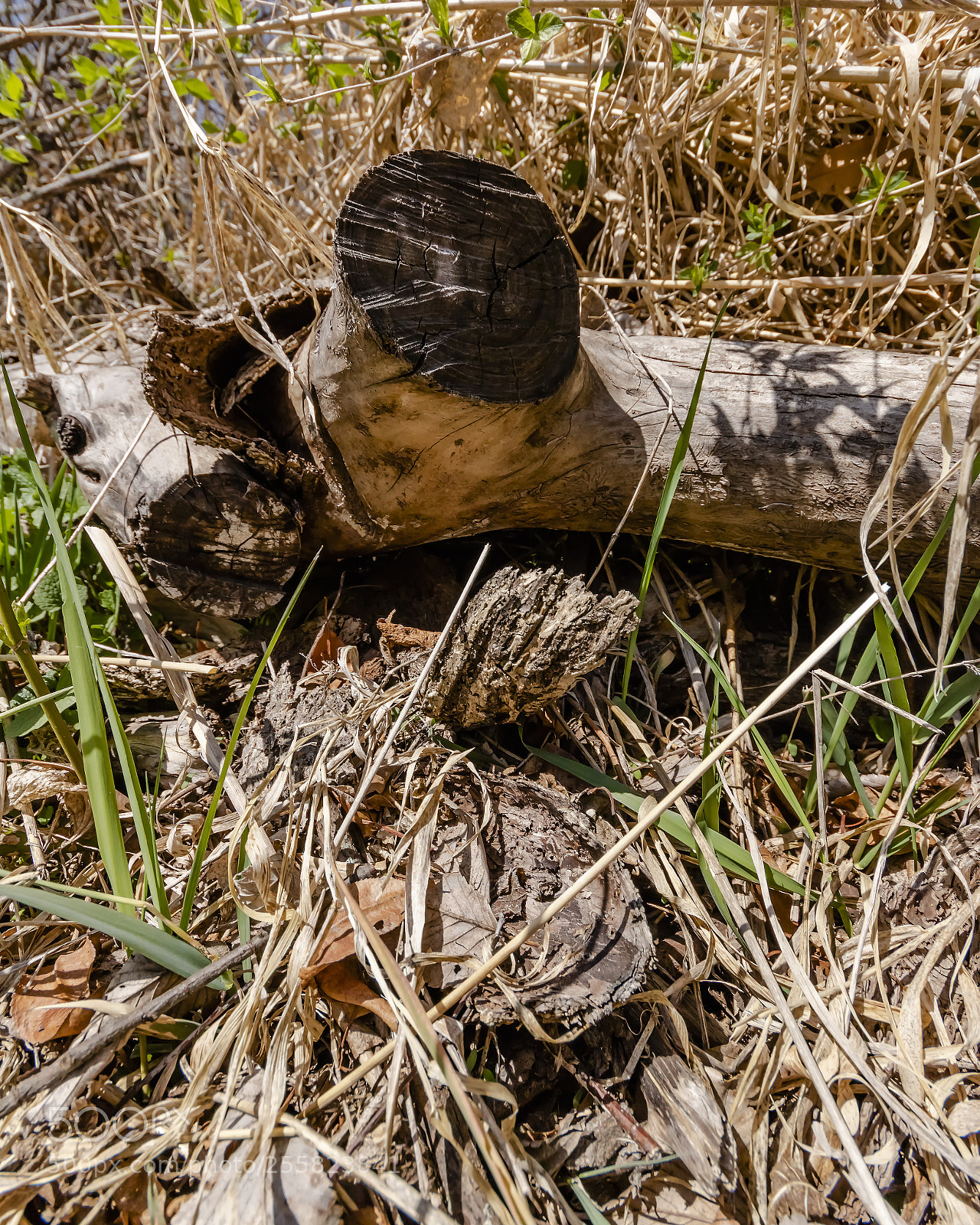 Canon EOS 760D (EOS Rebel T6s / EOS 8000D) sample photo. Faded fallen glory photography