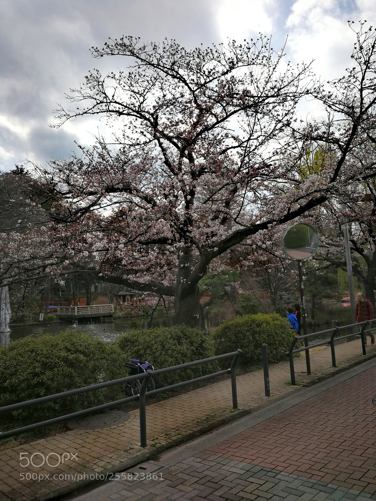 HUAWEI Mate 9 sample photo. 石神井池 photography