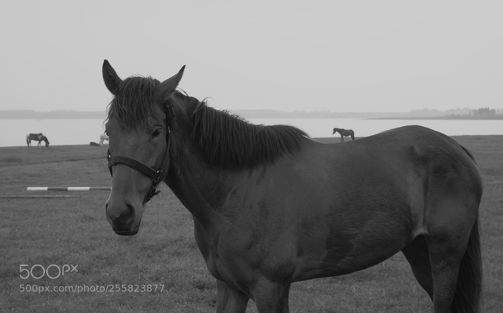 Sony a7 II sample photo. Untitled photography