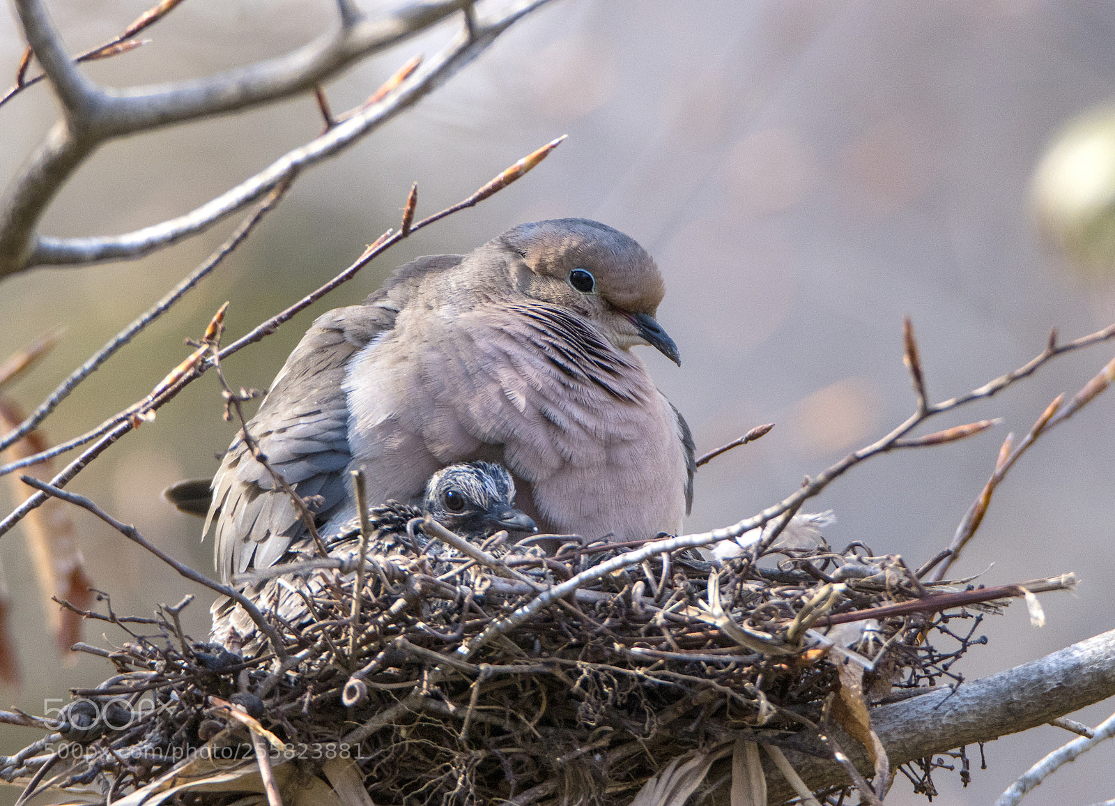 Canon EOS 80D sample photo. Mourning dove with chick photography