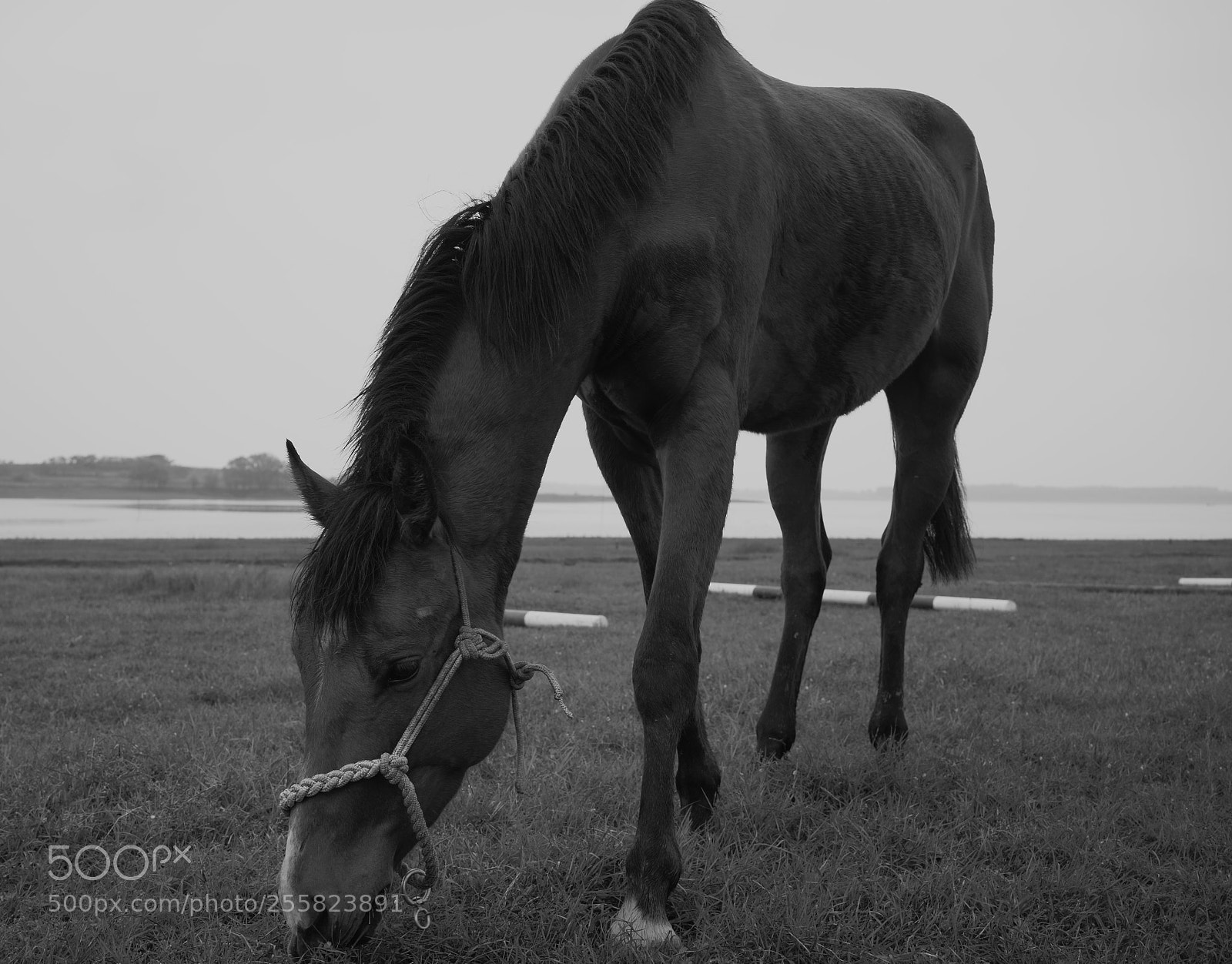 Sony a7 II sample photo. Untitled photography
