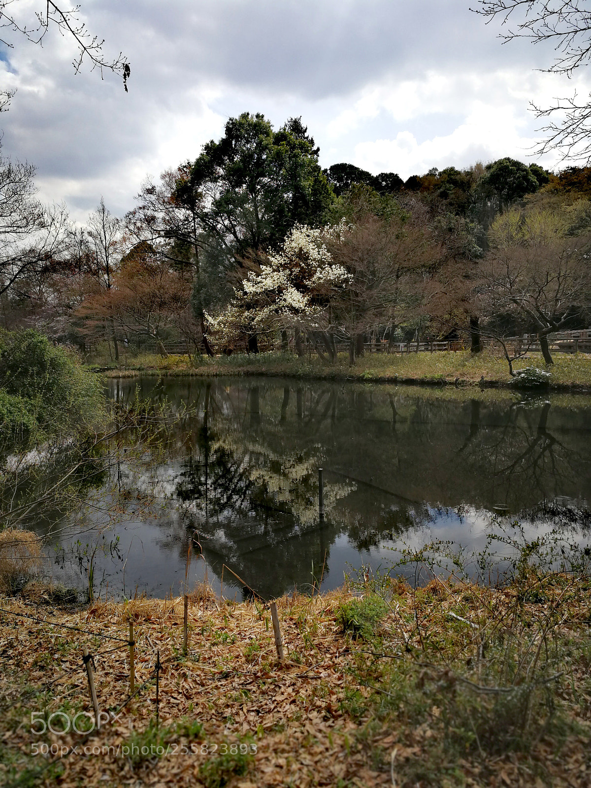 HUAWEI Mate 9 sample photo. 石神井池 photography